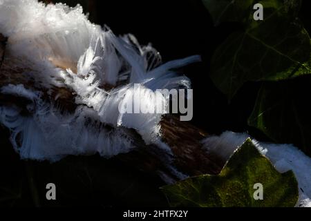 White Hair Ice at Vancouver BC Canada Stock Photo