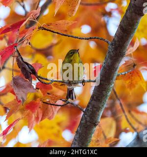 Yellow-throated Verio seen against Fall Colors Stock Photo