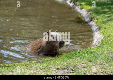 Brown capybara getting out of a pond Stock Photo