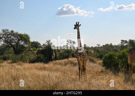 Lone giraffe in natural habitat Stock Photo