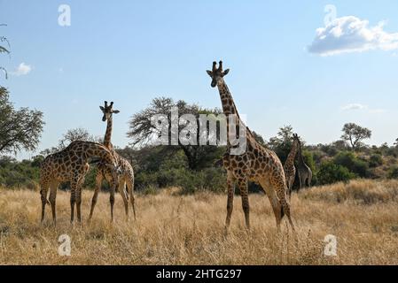 Giraffes in the bush Stock Photo