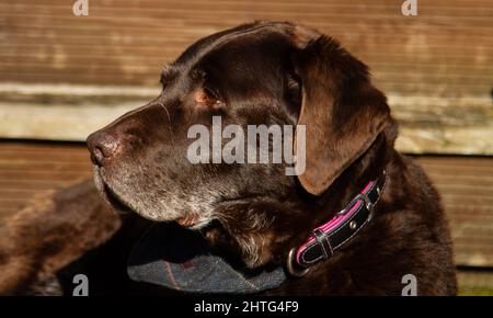 Old boy lazing in the sun Stock Photo
