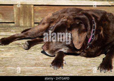 Old boy lazing in the sun Stock Photo