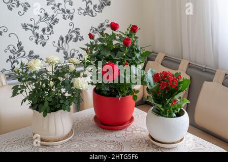 three flowers in pot stands on the table in the room Stock Photo
