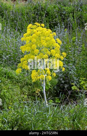 Ferula communis (giant fennel) is found in Mediterranean and East African woodlands and shrublands. It is in the carrot family (Apiaceae). Stock Photo