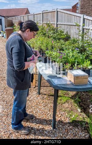 Woman buying plants from a stall in a front garden with an honesty box. Stock Photo