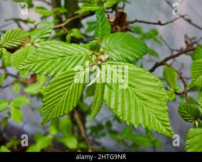 Branch of Hornbeam tree with fresh green leaves in spring. Stock Photo