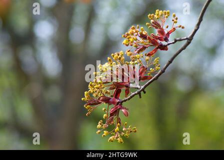 Blooming Maple tree twig against blurred nature background in spring. Stock Photo