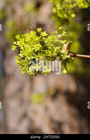 Twig of Maple tree in spring with light green flowers against brown background. Stock Photo
