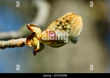 Twig of Horse Chestnut tree with flower bud in spring. Stock Photo
