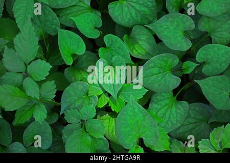 Background material photo of brightly colored fresh green leaves Stock ...