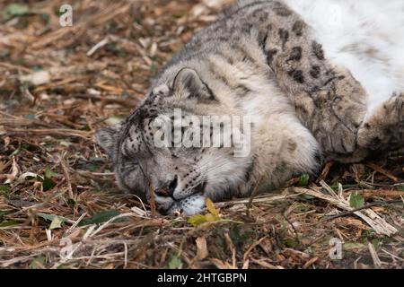 Snow leopard rolling on the ground. Playful big cat. Stock Photo