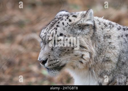 Snow leopard side on portrait Stock Photo