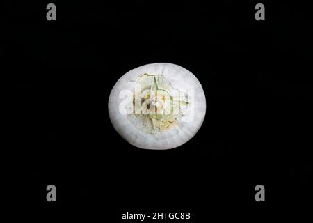 White onion isolated on dark background Stock Photo