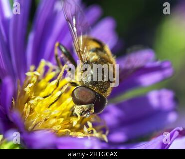 detail of fly sitting on the yellow violet purple or blue flower Stock Photo