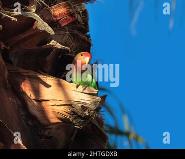 Portrait of a Rosy-faced Lovebird, perched on the frond of a Palm Tree catching the warm glow on the setting sun. Stock Photo