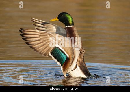 Male mallard flapping it’s wings Stock Photo