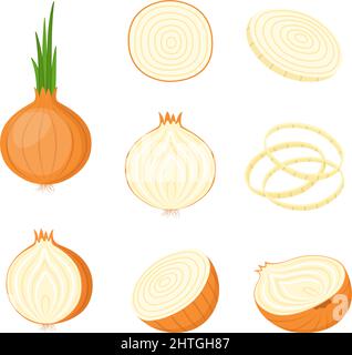 Onion, whole and cut. Farm vegetables, vector illustration Stock Vector