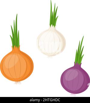 Yellow, white and red onion, vector illustration Stock Vector
