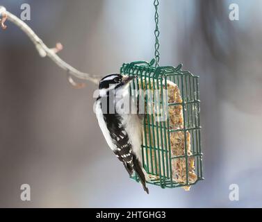 A Downy Woodpecker clinging to a suet feeder basket, a welcome source of food in the Winter. Stock Photo