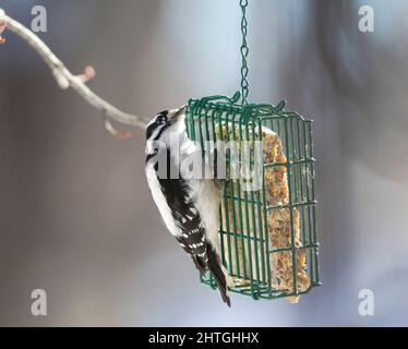 A pretty Downy Woodpecker looks up while clinging to a suet feeder on a bright Winter Day. Stock Photo