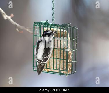 Closeup of a female Downy Woodpecker with beautiful feathers feeding on a suet cake in Wintertime. Stock Photo