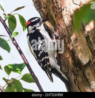 Closeup of a male Downy Woodpecker, checking the progress of the hole in a tree it has been working on. Stock Photo