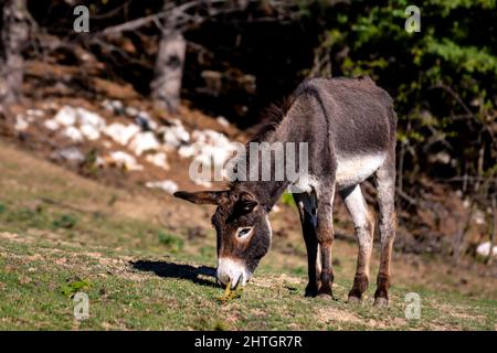 Single Balkan donkey grazes in a meadow on a sunny day. Stock Photo