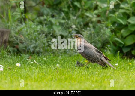 Eurasian Sparrowhawk Accipiter nisus in a Norfolk garden with a captured Male House Sparrow. Stock Photo