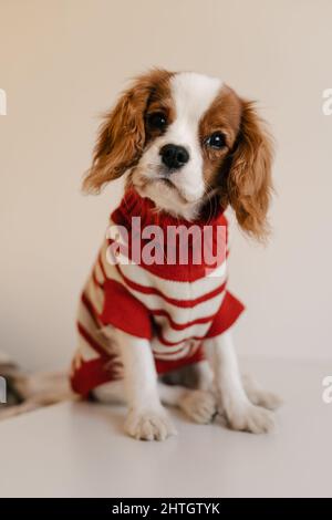 Cute Dog Sitting Wearing RedSuit. King Charles Spaniel Isolated Stock Photo