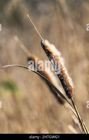 Common Cattail or Broadleaf Cattail, Typha latifolia, Bulrush in winter time Stock Photo