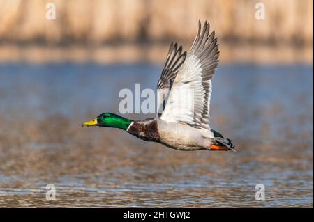 Mallard Duck, Anas platyrhynchos, wild duck in the flight Stock Photo