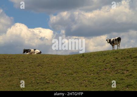 The black and white Holstein cows at the crest of a hill on North Island in New Zealand. One rests and the other looks toward the camera. Stock Photo