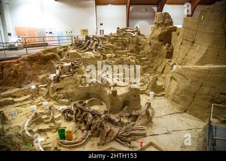 active dig site and museum containing a  sink hole dating from the Pleistocene era containg fossil bones of mammoth in Hot Springs, South Dakota Stock Photo