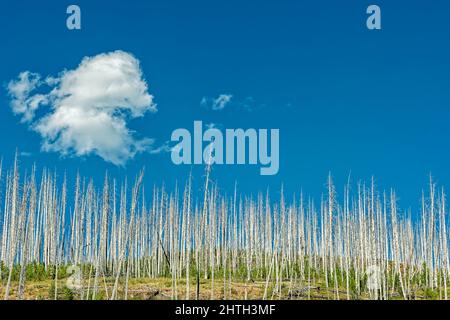 The trunks of dead trees standing after a fire on a mountain near Summit, Montana, USA Stock Photo