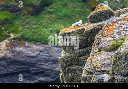 A herring gull,on steep jagged granite and slate cliffs at the southernmost tip of the British mainland,in the summer,textures and various rock format Stock Photo