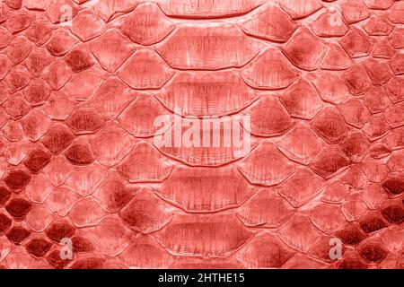 Snake leather in coral color toned, background or texture. Scaly python skin closeup. Stock Photo
