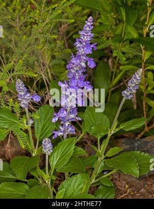 Tall spikes of vivid blue flowers of sage Salvia longispicata x farinacea Mystic Spires, garden perennial, against background of emerald green foliage Stock Photo