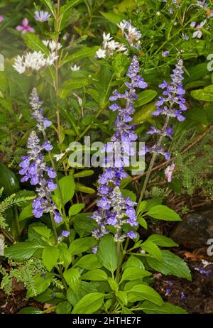 Tall spikes of vivid blue flowers of sage Salvia longispicata x farinacea Mystic Spires, garden perennial, against background of emerald green foliage Stock Photo