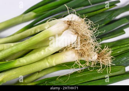 Bunch of green spring onions bulbs with roots Stock Photo