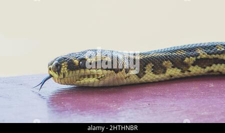 Close-up of a Southwest Carpet Python (Morelia spilota imbricata) with forked flicking tongue, a near threatened species of Australian Snake, Manypeak Stock Photo