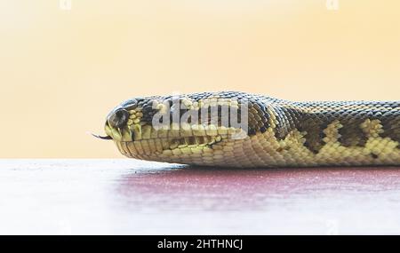 Close-up of a Southwest Carpet Python (Morelia spilota imbricata) with forked flicking tongue, a near threatened species of Australian Snake, Manypeak Stock Photo