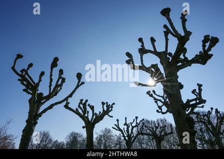 Group of topiary linden trees, silhouettes with sun star against a blue sky in the city park of Lubeck, Germany, copy space, selected focus Stock Photo