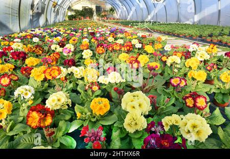 Wurzen, Germany. 28th Feb, 2022. Thousands of flowers of early bloomers shine in the sunshine in the large plastic tent of the nursery and plant market Grünert GBR. The nurseries are pleased with the current rise in temperatures and the increase in sunshine hours. Associated with this the hope of customers for the early bloomers, such as pansies, horned violets, golden violet, anemones and forget-me-nots in the full greenhouses. Credit: Waltraud Grubitzsch/dpa-Zentralbild/ZB/dpa/Alamy Live News Stock Photo
