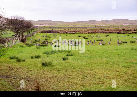 Greenland White-fronted Goose ,Anser albifrons flavirostris, arrive in County Donegal - Ireland. Stock Photo