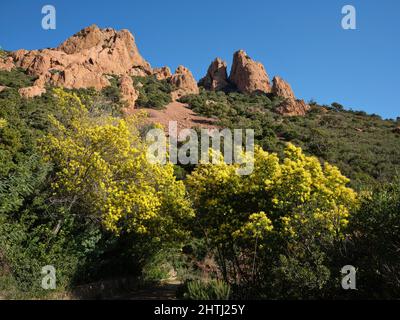 Mimosa in full bloom at the foot of red volcanic pinnacles. Saint-Raphaël, Var, Provence-Alpes-Côte d'Azur, France. Stock Photo