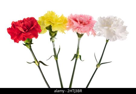 Carnations flowers set  isolated on white background Stock Photo