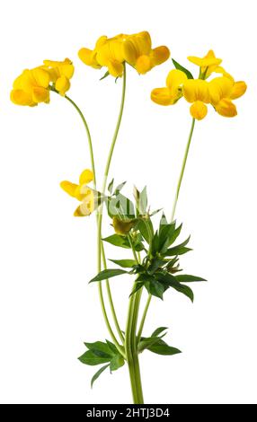 common bird's foot trefoil isolated on white Stock Photo