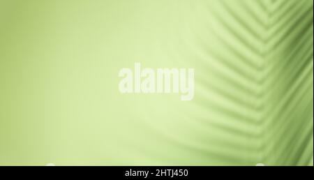Horizontal banner with natural palm shadows on green wall. Floral silhouette on green background Stock Photo