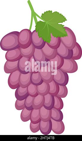 Bunch of purple grapes, vector illustration Stock Vector
